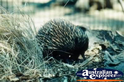 Echidna . . . CLICK TO VIEW ALL ECHIDNAS POSTCARDS