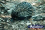 Echidna Close Up . . . CLICK TO ENLARGE