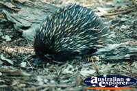 Echidna Close Up . . . CLICK TO ENLARGE