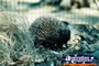 Echidna . . . CLICK TO ENLARGE