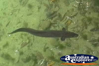 Eel Close Up . . . CLICK TO VIEW ALL TURTLES POSTCARDS