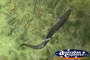 Eel . . . CLICK TO ENLARGE
