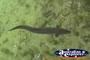 Eel Close Up . . . CLICK TO ENLARGE