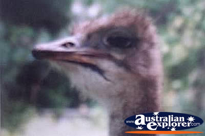 Emu's Head . . . CLICK TO VIEW ALL EMUS POSTCARDS