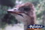 Emu's Head . . . CLICK TO ENLARGE