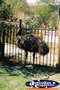 Emu . . . CLICK TO ENLARGE