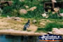 Fairy Penguins . . . CLICK TO ENLARGE