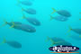 Fish in the Great Barrier Reef . . . CLICK TO ENLARGE