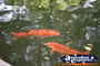 Chinese Garden Fish . . . CLICK TO ENLARGE