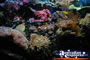 Fish Brisbane Aquarium . . . CLICK TO ENLARGE