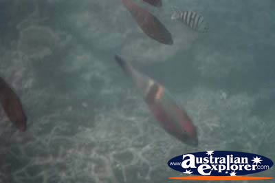 Fish In Great Barrier Reef . . . VIEW ALL PARROT FISH PHOTOGRAPHS