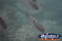 Fish In Great Barrier Reef . . . CLICK TO ENLARGE