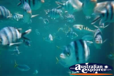 Great Barrier Reef Pretty Fish . . . CLICK TO VIEW ALL PARROT FISH POSTCARDS