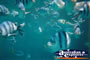Great Barrier Reef Pretty Fish . . . CLICK TO ENLARGE