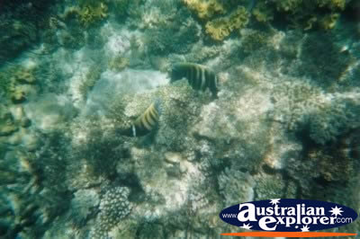 Great Barrier Reef Fish . . . CLICK TO VIEW ALL PARROT FISH POSTCARDS