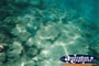 Great Barrier Reef Small Fish . . . CLICK TO ENLARGE