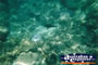 Fish Great Barrier Reef . . . CLICK TO ENLARGE