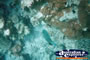 Fish And Coral Great Barrier Reef . . . CLICK TO ENLARGE