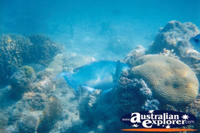 Whitsundays Fish . . . CLICK TO VIEW ALL PARROT FISH POSTCARDS