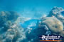Whitsundays Fish . . . CLICK TO ENLARGE