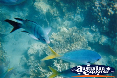 Whitsundays Pretty Fish . . . VIEW ALL PARROT FISH PHOTOGRAPHS
