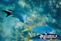 Whitsundays Pretty Fish . . . CLICK TO ENLARGE