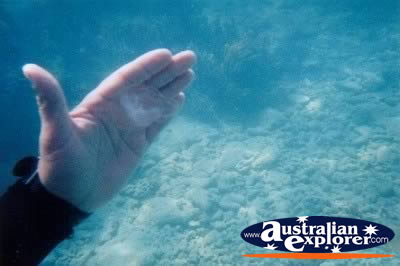 Small Fish Whitsundays . . . VIEW ALL TURTLES PHOTOGRAPHS