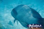 Whitsundays Big Fish . . . CLICK TO ENLARGE