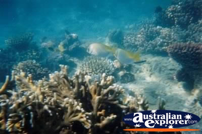 Whitsundays Fish And Coral . . . VIEW ALL PARROT FISH PHOTOGRAPHS