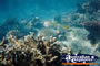 Whitsundays Fish And Coral . . . CLICK TO ENLARGE