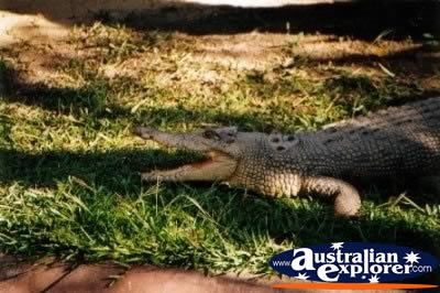 Freshwater Crocodile Open Mouth . . . VIEW ALL FRESHWATER CROCODILES PHOTOGRAPHS