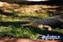 Freshwater Crocodile Open Mouth . . . CLICK TO ENLARGE