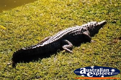 Freshwater Crocodile . . . CLICK TO VIEW ALL FRESHWATER CROCODILES POSTCARDS