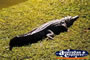 Freshwater Crocodile . . . CLICK TO ENLARGE