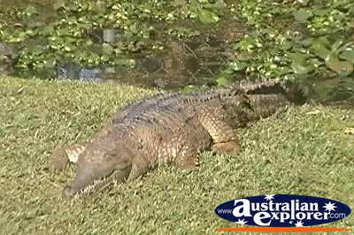 Freshwater Crocodile In The Sun . . . VIEW ALL FRESHWATER CROCODILES PHOTOGRAPHS
