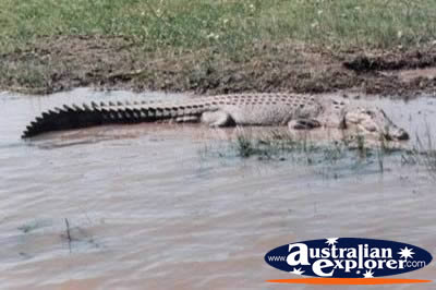 Freshwater Crocodile in Water . . . VIEW ALL FRESHWATER CROCODILES PHOTOGRAPHS