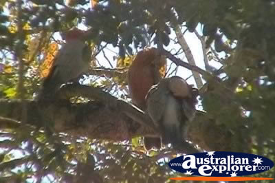 Gallahs . . . VIEW ALL RAINBOW LORIKEETS PHOTOGRAPHS