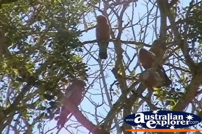 Gallahs In Tree . . . VIEW ALL RAINBOW LORIKEETS PHOTOGRAPHS