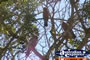Gallahs In Tree . . . CLICK TO ENLARGE