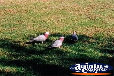 Gallahs On The Grass . . . CLICK TO VIEW ALL RAINBOW LORIKEETS POSTCARDS