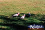 Gallahs On The Grass . . . CLICK TO ENLARGE