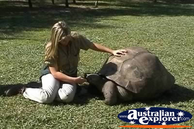Giant Galapagos Land Tortoise Being Fed . . . CLICK TO VIEW ALL TORTOISE POSTCARDS