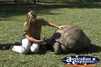 Giant Galapagos Land Tortoise Being Fed . . . CLICK TO ENLARGE