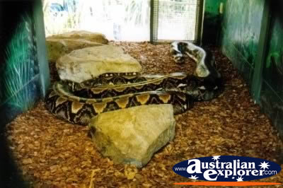 Giant Python . . . VIEW ALL SNAKES PHOTOGRAPHS