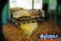 Giant Python . . . CLICK TO ENLARGE