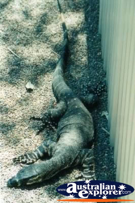 Goanna Close up . . . CLICK TO VIEW ALL WATER MONITORS POSTCARDS