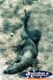 Goanna . . . CLICK TO ENLARGE
