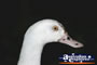 White Goose . . . CLICK TO ENLARGE