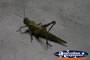 Grasshopper . . . CLICK TO ENLARGE