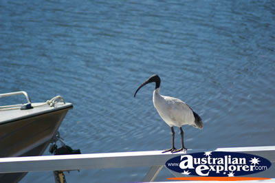 City Ibis . . . CLICK TO VIEW ALL JABIRUS POSTCARDS